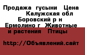 Продажа  гусыни › Цена ­ 2 500 - Калужская обл., Боровский р-н, Ермолино г. Животные и растения » Птицы   